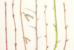 Winter-Twigs-Final-Painting-cropped