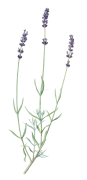 lavender-painting-2