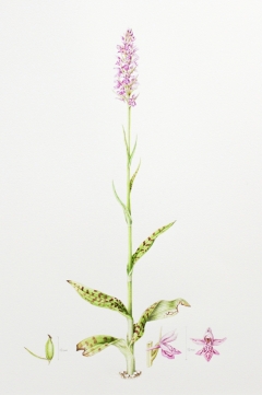 Common-spotted-orchid