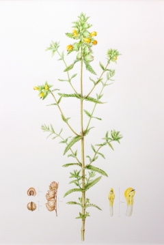 Greater-yellow-rattle