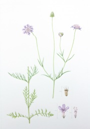 Small-scabious1