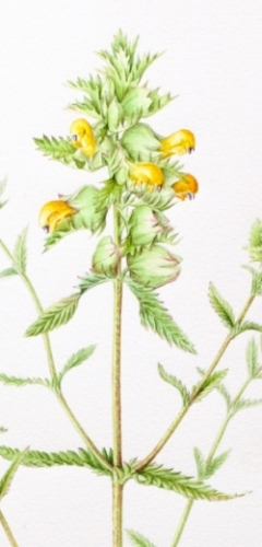 Greater-yellow-rattle