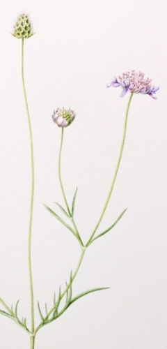 Small-scabious