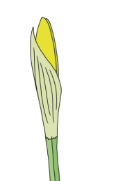 Daffodil-3