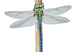 Emperor-dragonfly