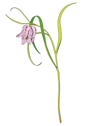 Fritillaria-1
