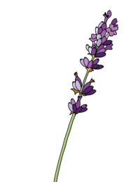 Lavender-2