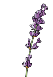 Lavender-3