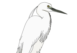 Little-egret