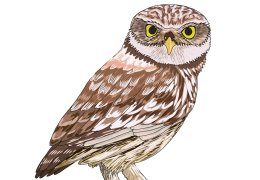 Little-owl