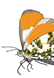 Orange-Tip-Butterfly