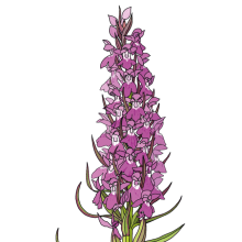 Southern-Marsh-Orchid