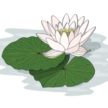 Water-lily-final