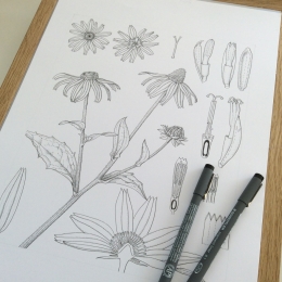 Rudbekia-Pen-and-Ink-Plate1