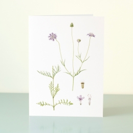 YORC_5_Small-Scabious