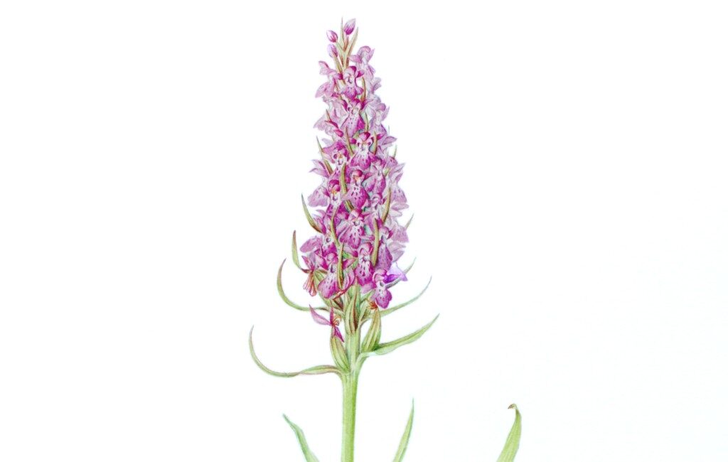 Southern Marsh Orchid; Dactylorhiza praetermissa